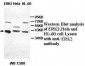 MAPK1 / ERK2 Antibody